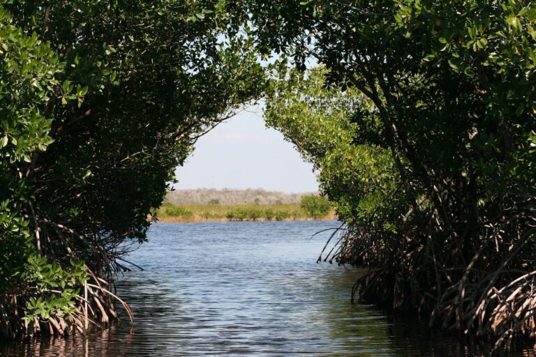 Mitigating climate change through restoration of coastal ecosystems