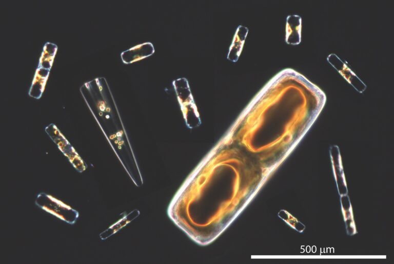 Scientists uncover cellular process behind oxygen production