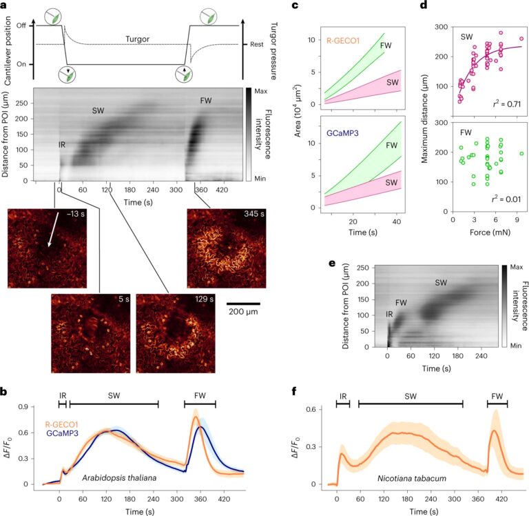 Plants can distinguish when touch starts and stops