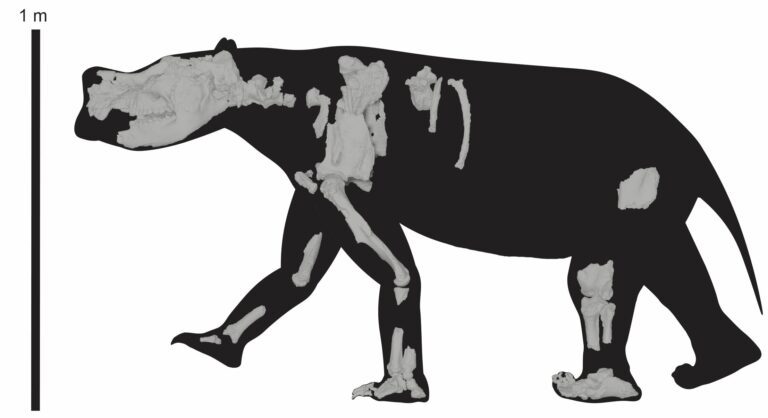 Quarter-ton marsupial roamed long distances across Australia’s arid interior, reveals 3D-scanning study