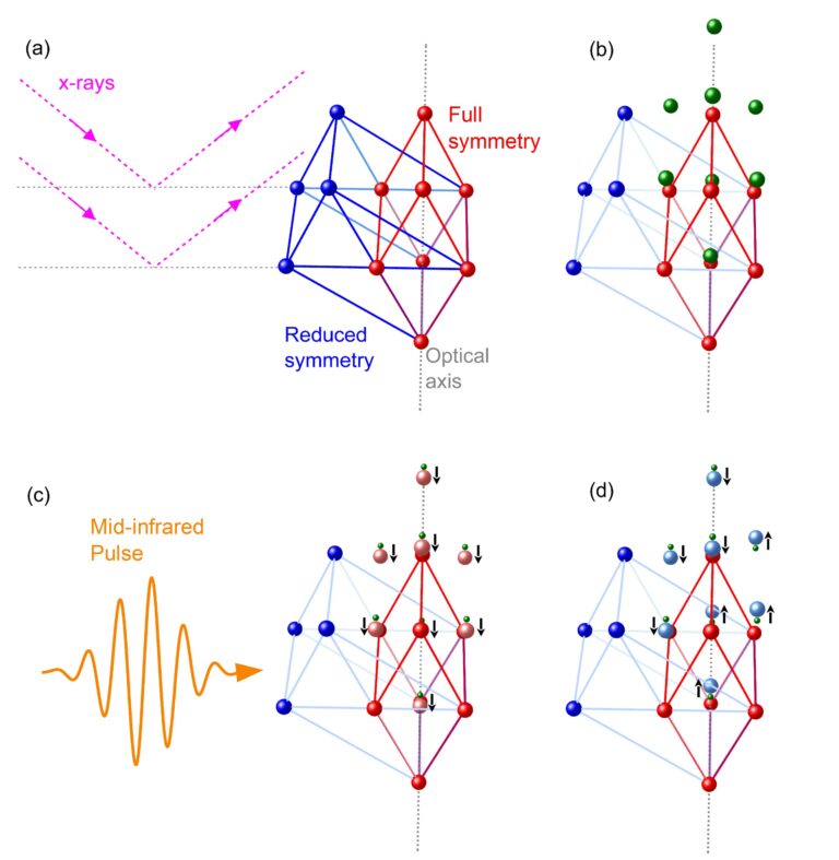 Symmetry breaking by ultrashort light pulses opens new quantum pathways for coherent phonons