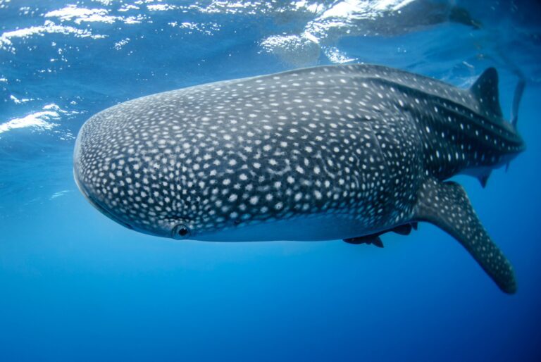 Globe-spanning golden trevally population may hitchhike with whale sharks