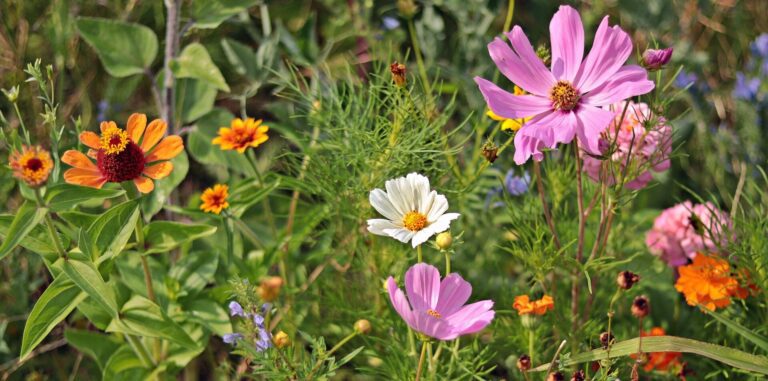 Will Tropical Storm Hilary’s record-smashing rain lead to a wildflower bloom?