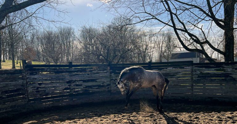 Churchill Downs Moves to Keep Unsound Horses Off the Track