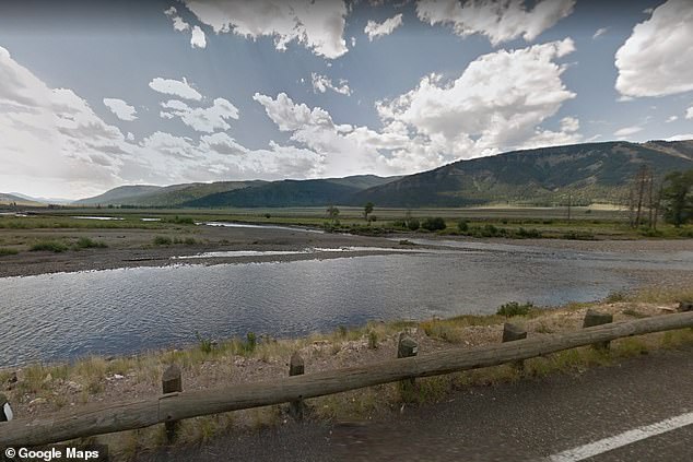 The calf's herd was in the process of crossing the Lamar River (pictured) in Wyoming, in the northeast section of Yellowstone National Park