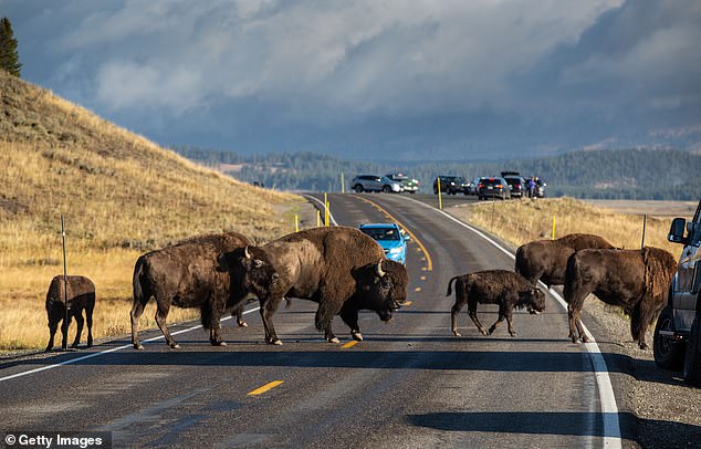 Pictured is an unrelated herd of bison stopping traffic in the Hayden Valley in September 2022