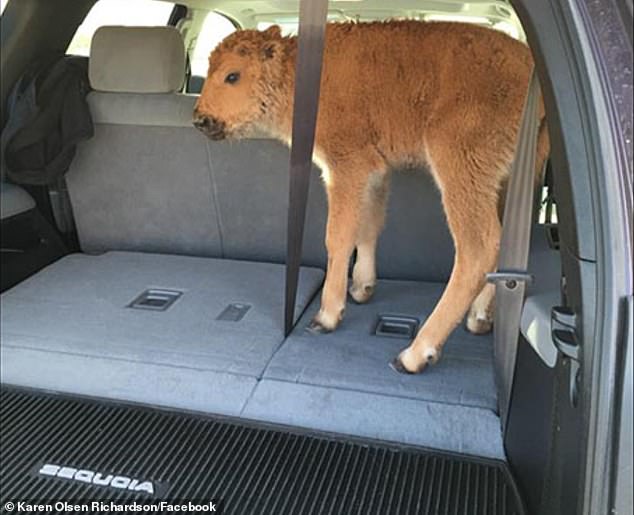 In 2016 a father and son put a different bison calf (pictured) in their car in Yellowstone National Park. It was also later put down