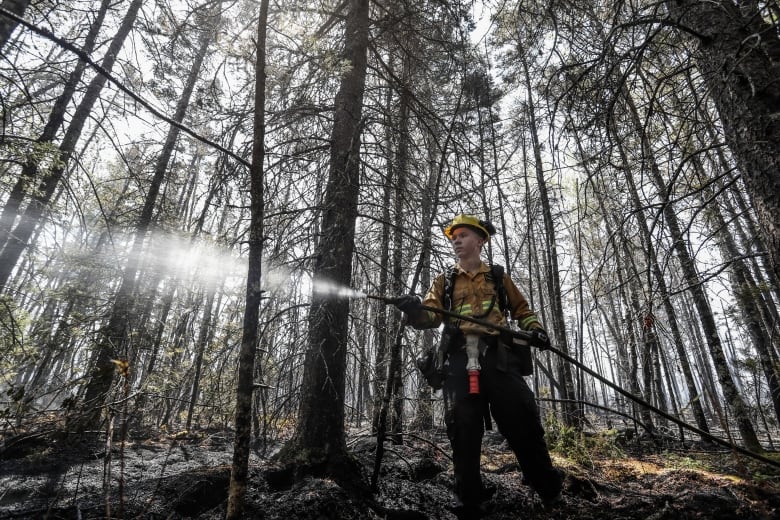 A firefighter surrounded by burned trees aims a fire hose.