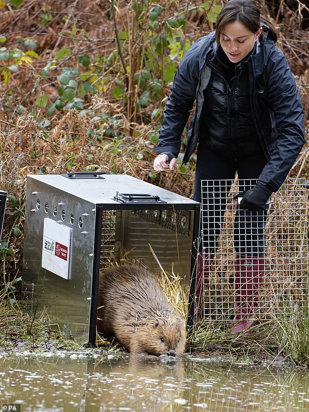 A Eurasian beaver emerging from a travel cage to swim off into a pond in a large woodland enclosure soon after release, at Ewhurst Park, Hampshire, four hundred years after they went extinct in Hampshire, as part of a large biodiversity project to regenerate the landscape