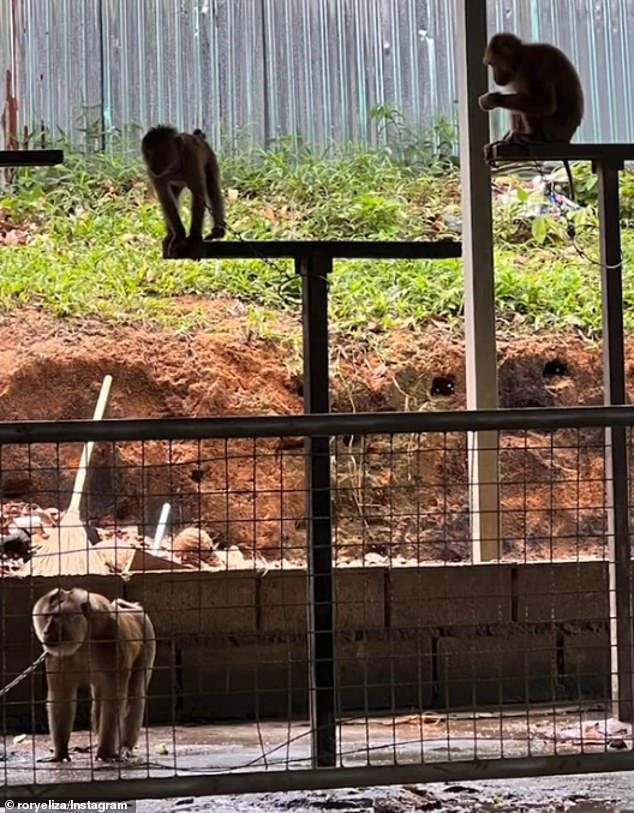 Pictured is the inside of the Phuket Monkey Show the influencer visited in May of this year