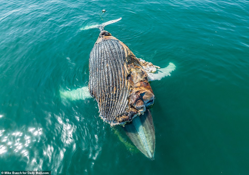 The humpback whale, a species of a baleen whale, can weight up between 55,000 to 66,000 pounds. They possess a distinct body shape, that features long pectoral fins and tubercles on its head