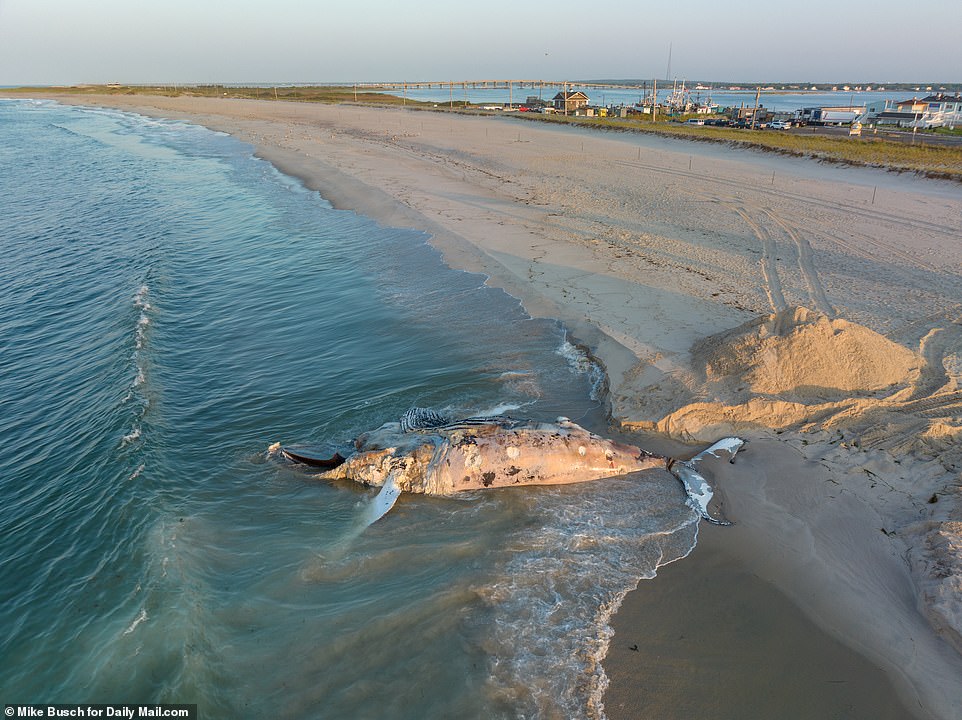 Another angle of the 47-foot humpback whale that was found along the shore in the Shinnecock Inlet that borders South Hampton and the Hampton Bays