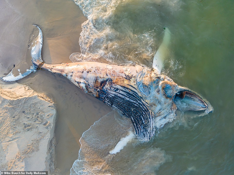 A close-up of the humpback whale that appears to have been mutilated by a feeding frenzy that appeared to have taken place by a host of sharks