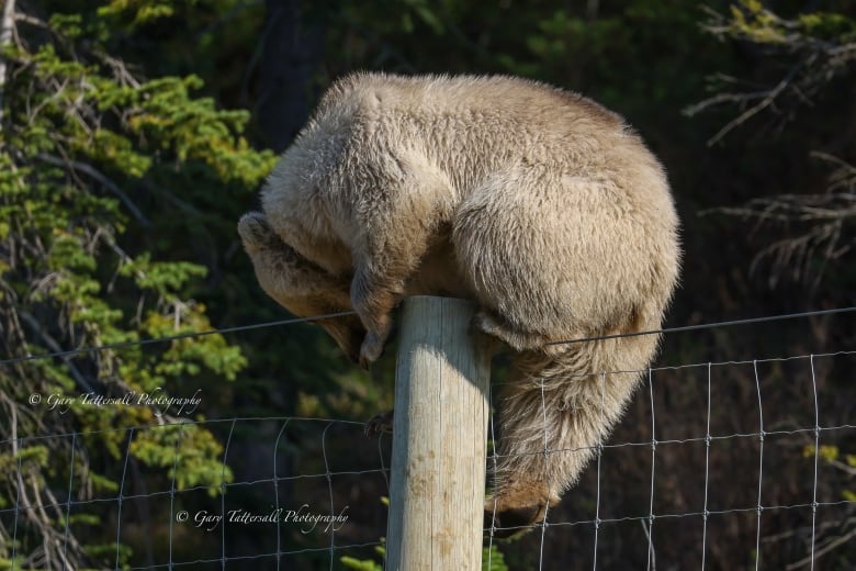 A white bear climbs a fence