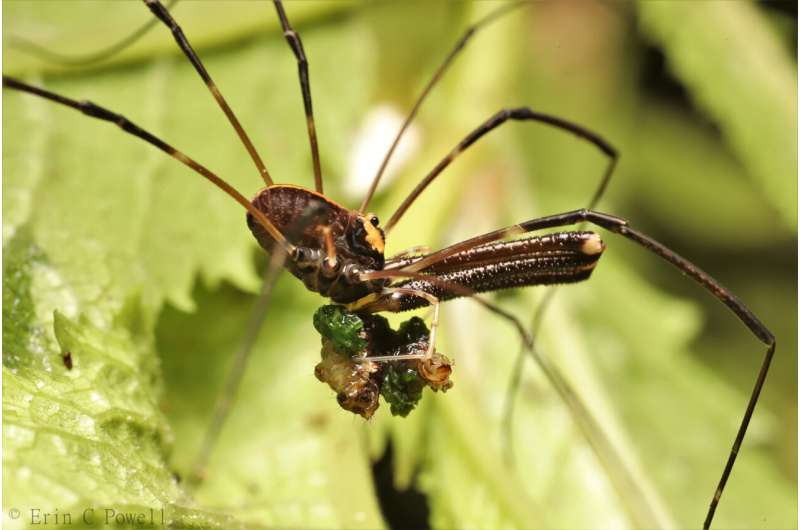 Arachnid has three versions of `male.' How does that happen?