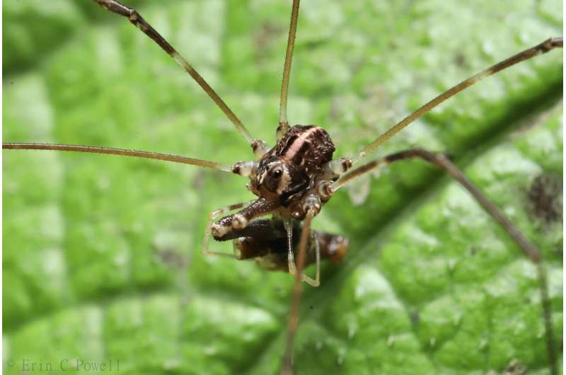 Arachnid has three versions of `male.' How does that happen?