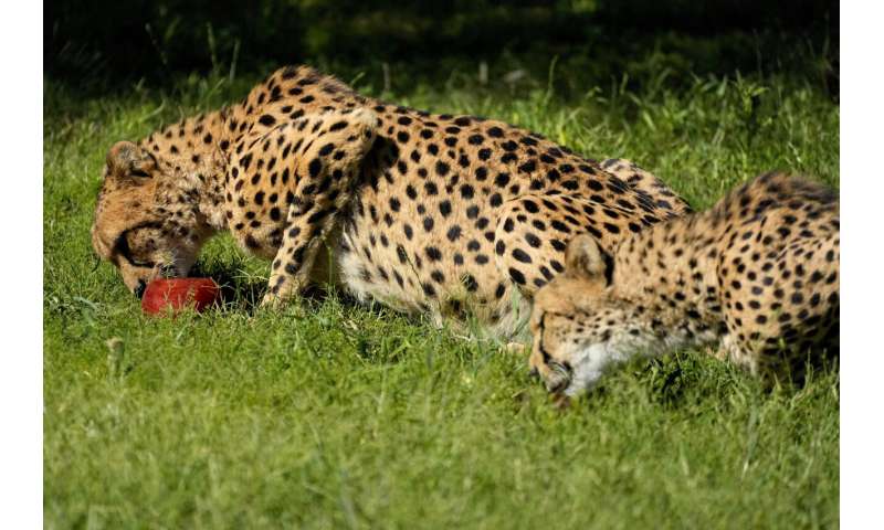 Heat waves like the one that's killed 14 in the southern US are becoming more frequent and enduring