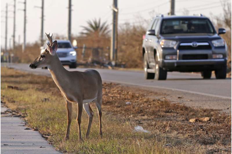 As climate warms, US allows moving species threatened with extinction as a last resort