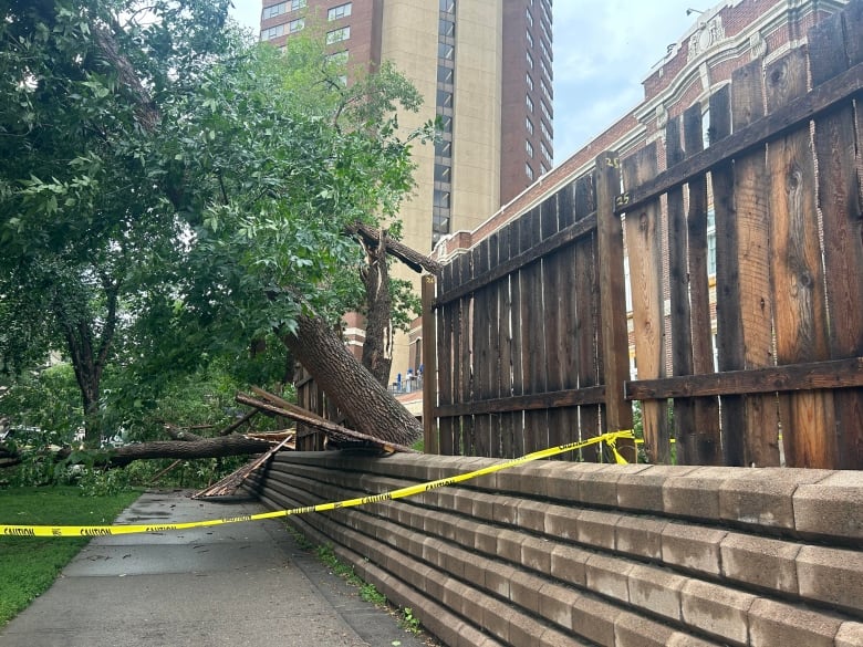 Trees lay across a sidewalk and into the grass. A tall building is seen behind. 