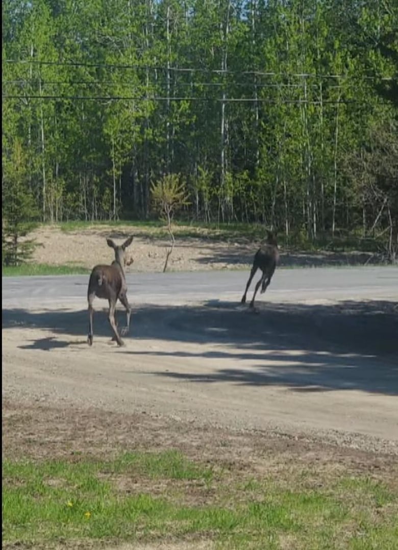 Two young moose are shown approaching a road from a driveway towards a wooded area.