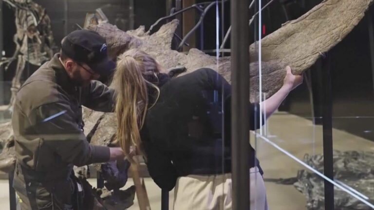 Watch experts assemble a massive dinosaur skull