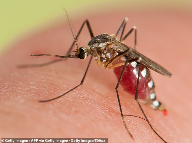 Got a fever and testing negative for Covid? It could be MALARIA, CDC says