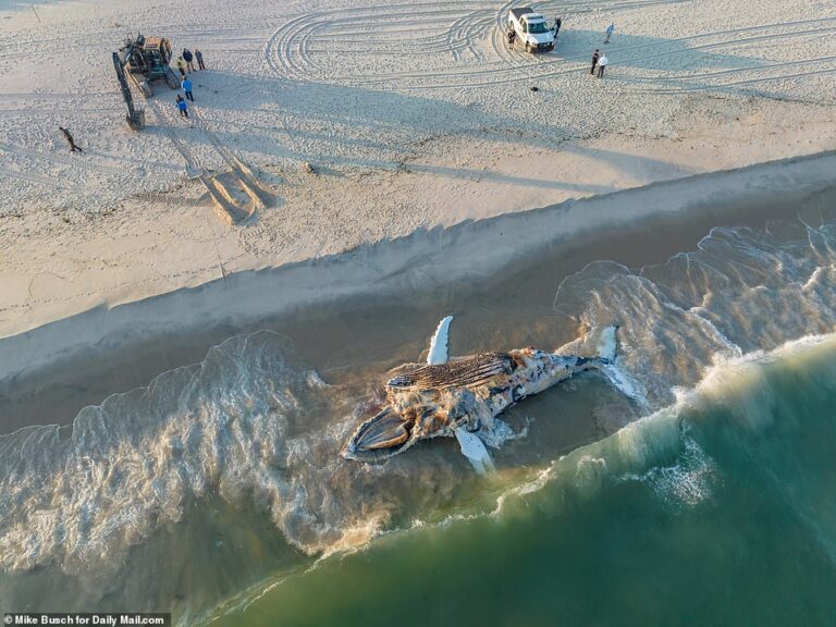 Great white shark spotted off coast of Hamptons – 37 whales have been found dead along East Coast