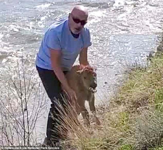 Hawaiian tourist pleads guilty after trying to ‘save’ newborn bison calf who had to be euthanized