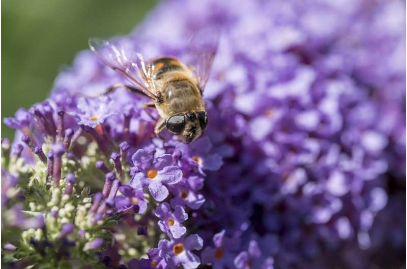 honey bee flower