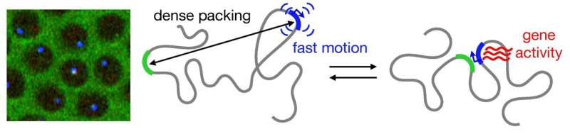 DNA organization in real-time