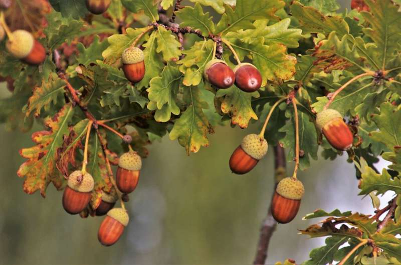 acorns