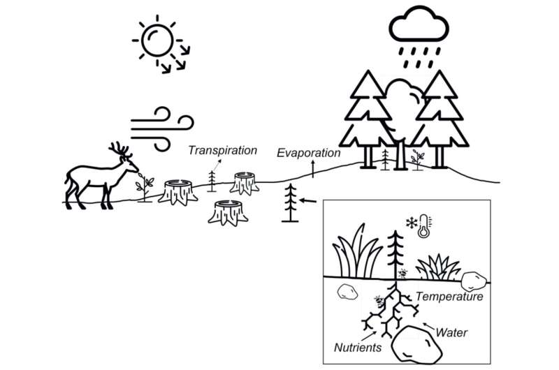 Improving precision in planning results in resilient forests according to new research