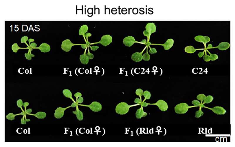 Increase in biomass due to changes in F1-hybrid metabolite