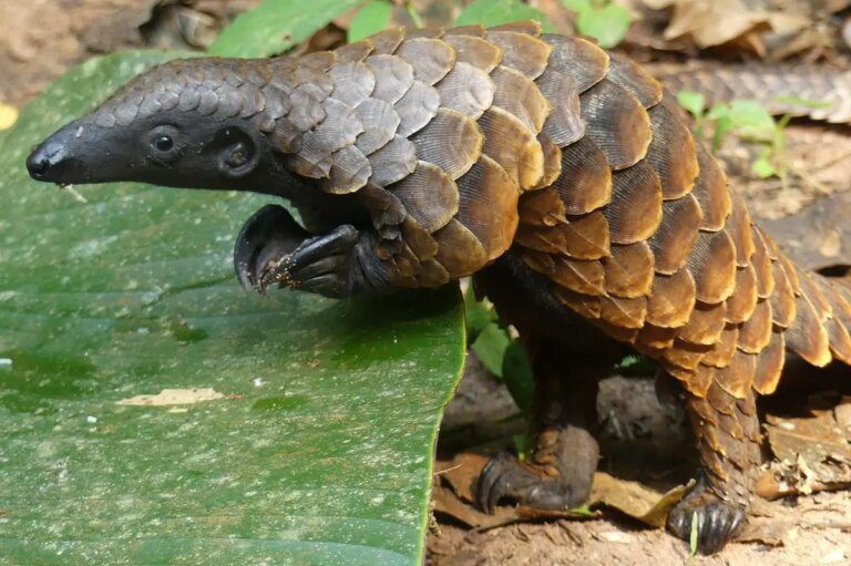 A “Scientific Surprise” – White-Bellied Pangolins Have Second-Most Chromosomes Among Mammals