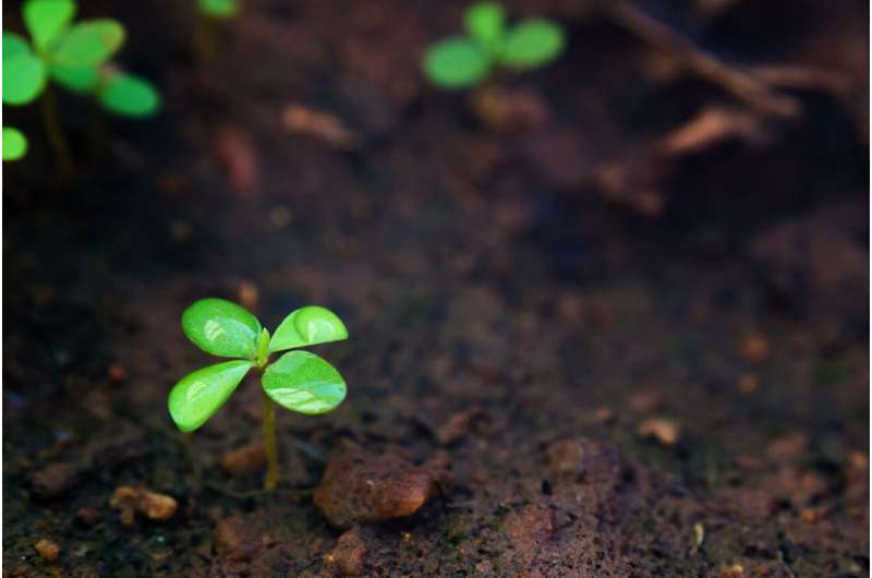 plant in soil