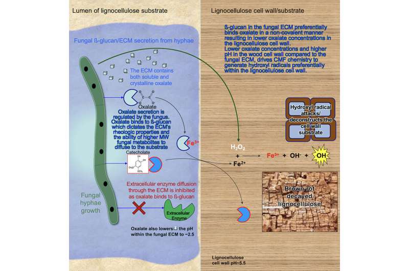 Research is the first to unlock the secret of microbial slime