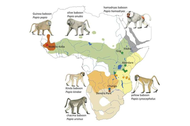 Researchers show mobile elements monkeying around the genome