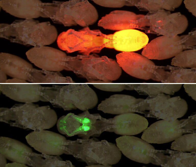 The Specialized Pheromone Response in Ant Brains