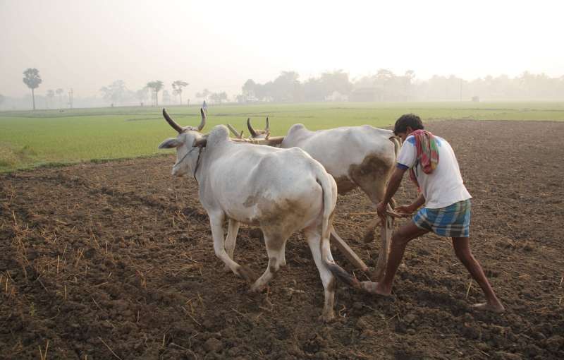 New study reveals strategic investments in 5 countries hold the key to tackling climate challenges in livestock production