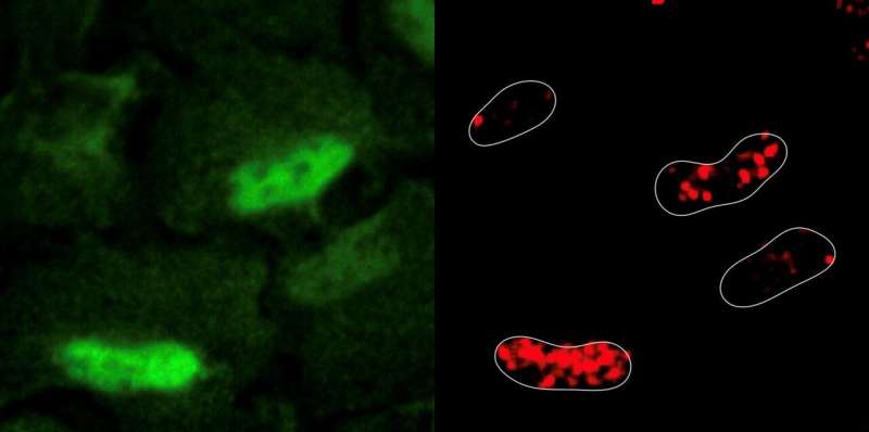 DNA damage repaired by antioxidant enzymes