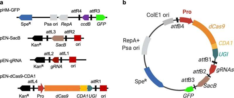 Using gene-editing tool to improve productivity in rice crops