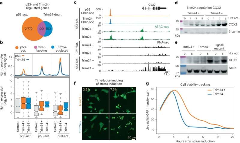 Zeroing in on the workings of tumor suppressor protein p53, the 'guardian of the genome'