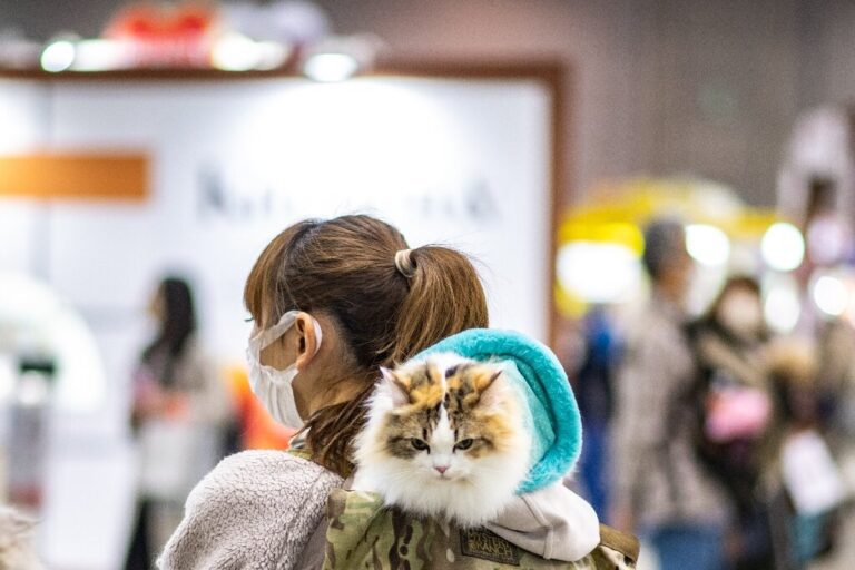 Japanese app aims to detect cat pain