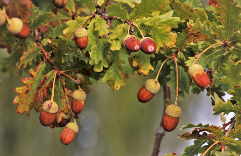 How trees keep ‘friends’ close and ‘enemies’ guessing