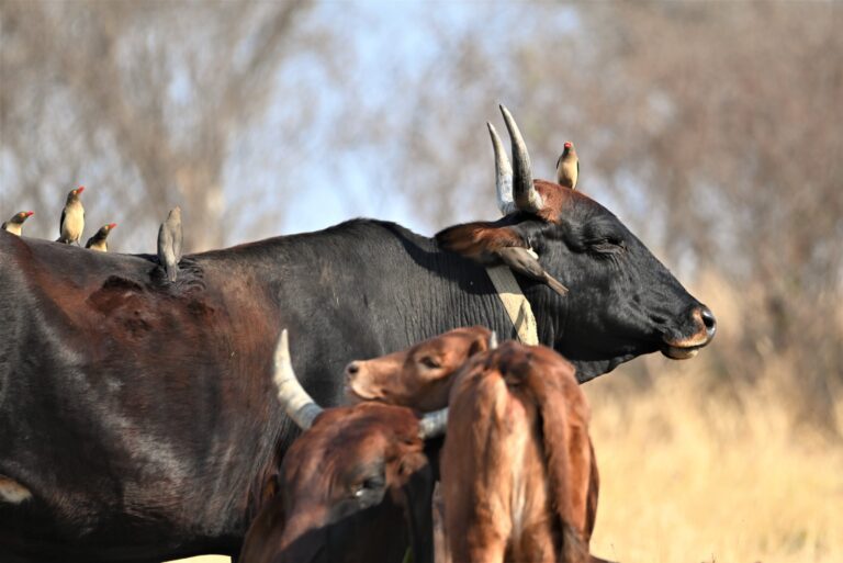 Pastoralists are an asset to the world and we have a lot to learn from them, says researcher