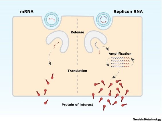 Self-amplification in mRNA vaccine design