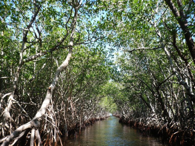 Climate change forces a rethinking of mammoth Everglades restoration plan