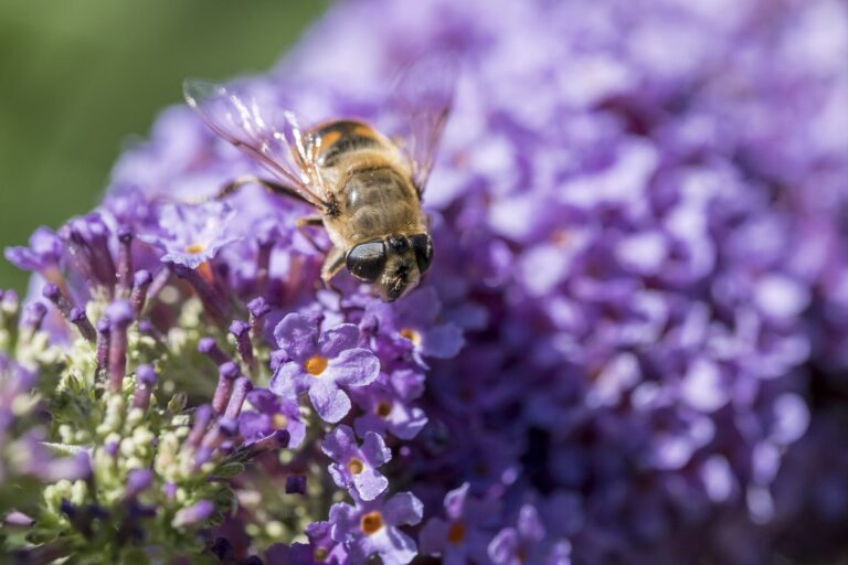 Honey bees more faithful to their flower patches than bumble bees, new study shows