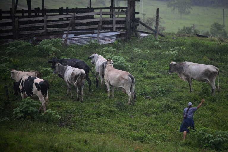 livestock-farmer-olga.jpg