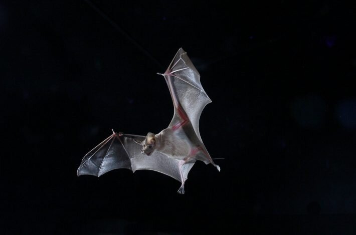 Migratory bats tracked for the first time ever using new algorithm